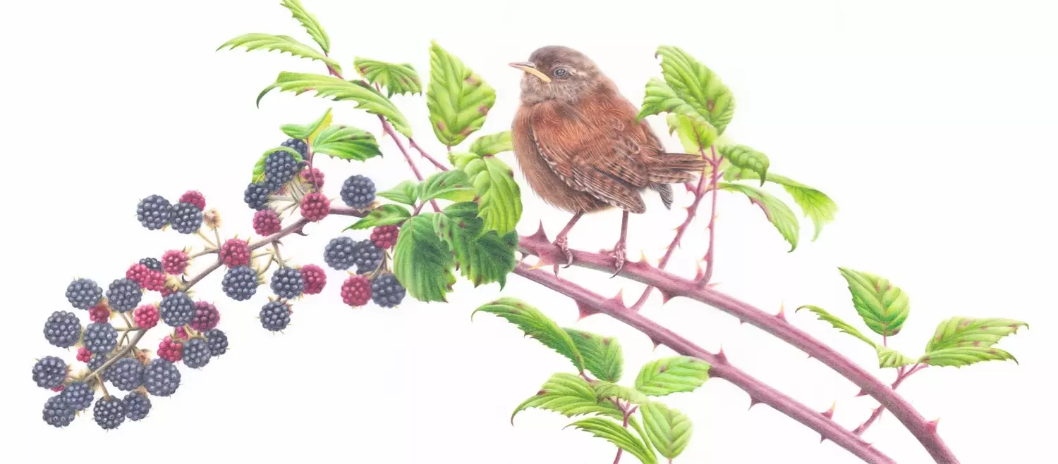 Wren Coloured Pencil Illustration